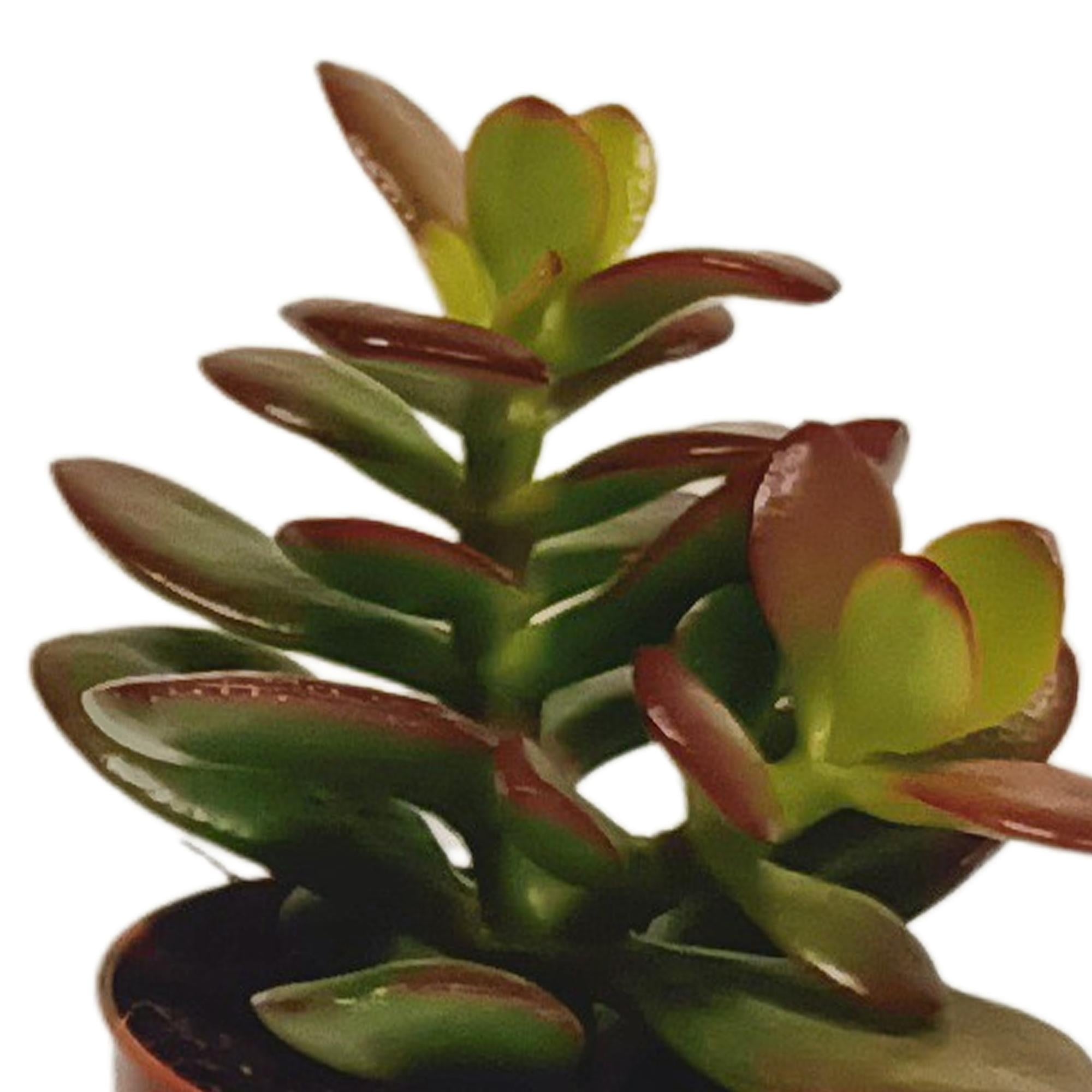 Vetplantenmix 5,5 cm - 10x - zonder pot
