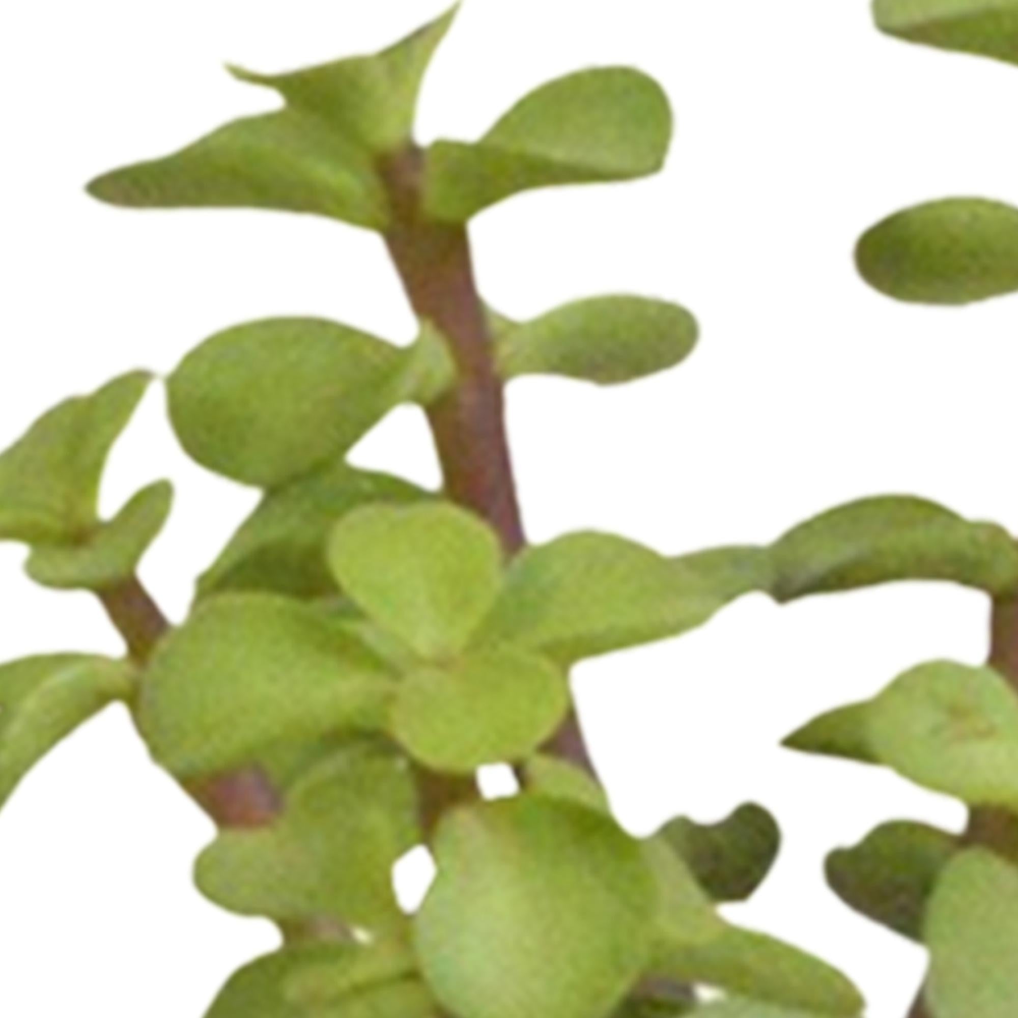 Cactus en vetplantenmix 5,5 cm | 15 stuks - in witte pot