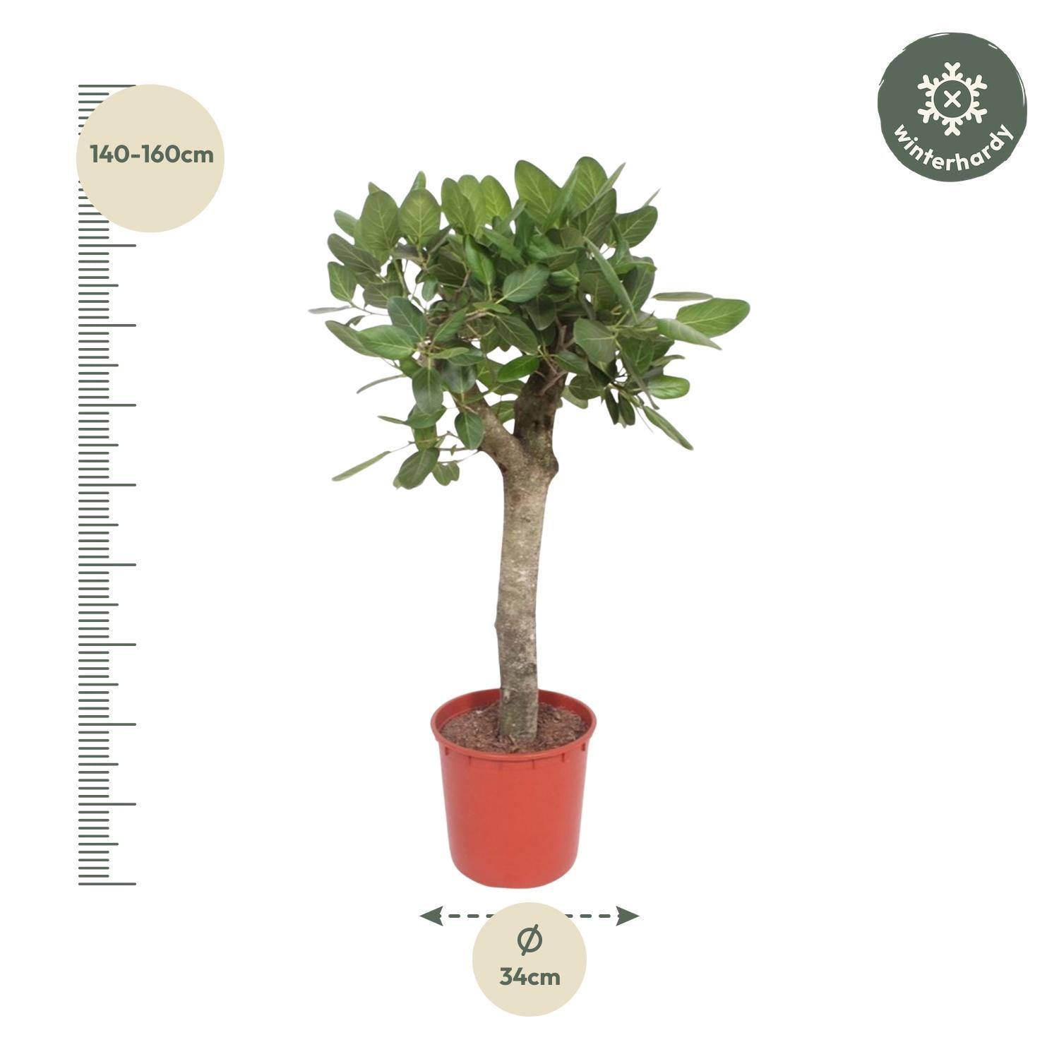 Ficus Benghalensis-Ausleger - 150 cm - ø34