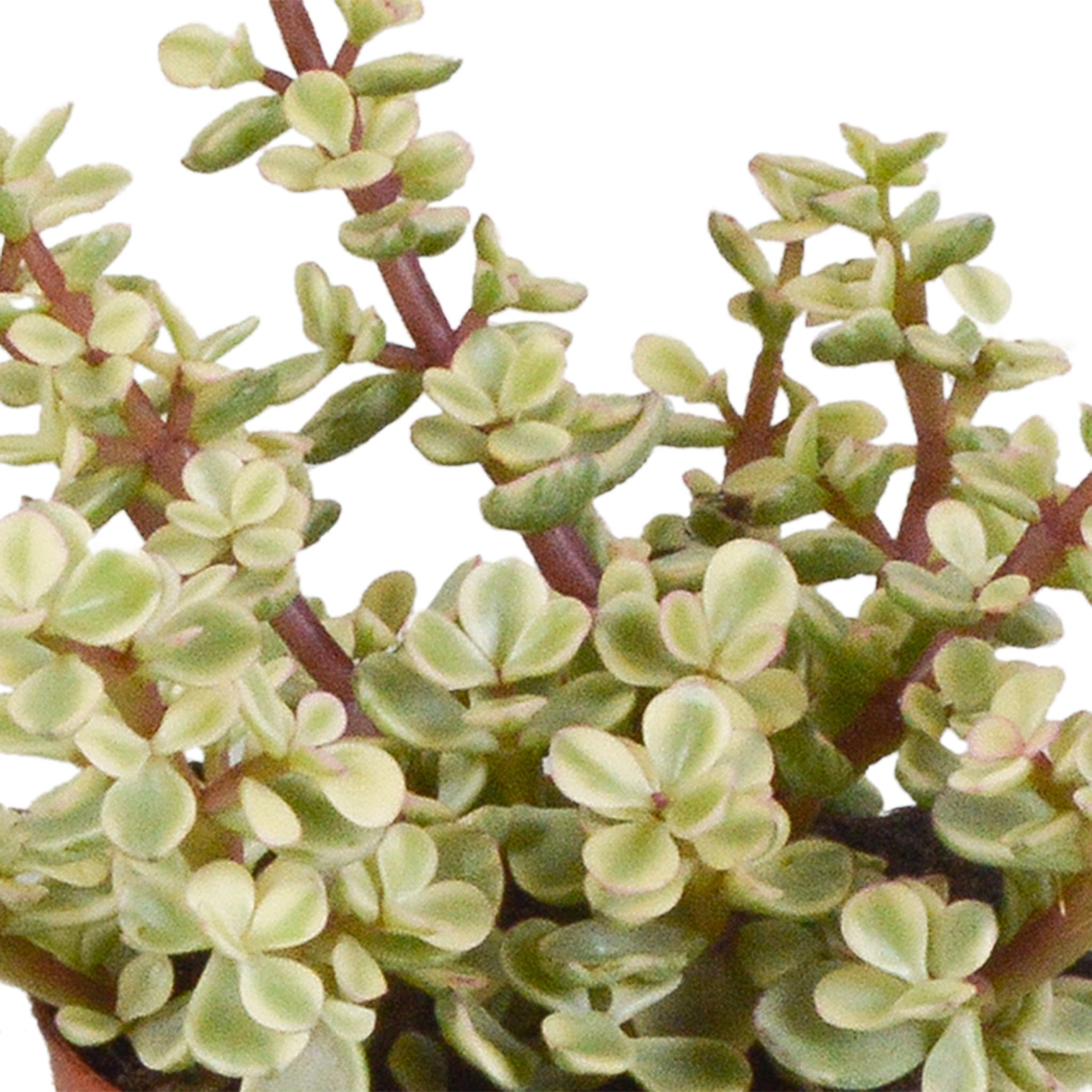Crassula mix 8.5 cm - 3x - in terracotta pot