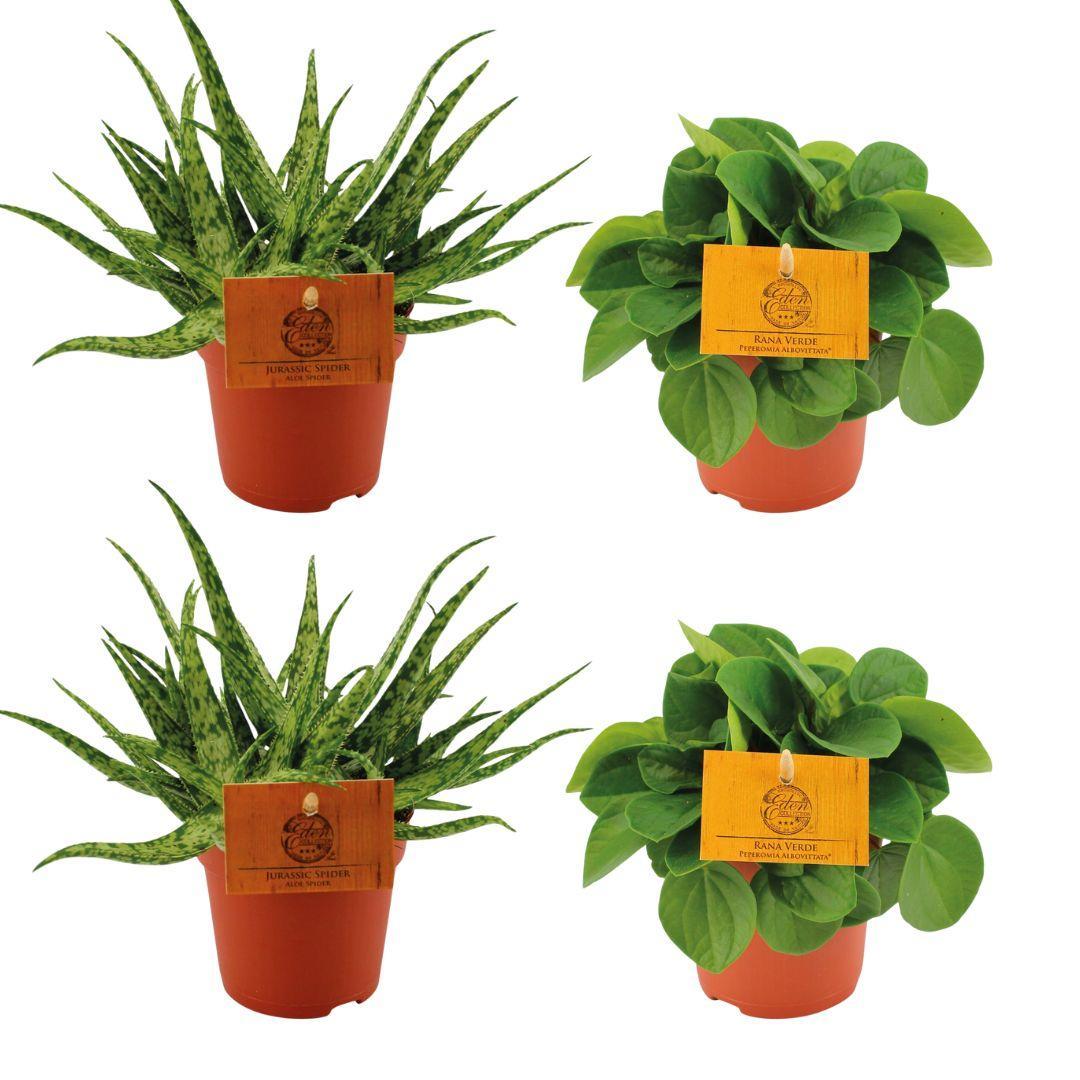 2x Aloë Spin + 2x Peperomia Rana Verde - 4 stuks - Ø10,5cm - ↕10cm
