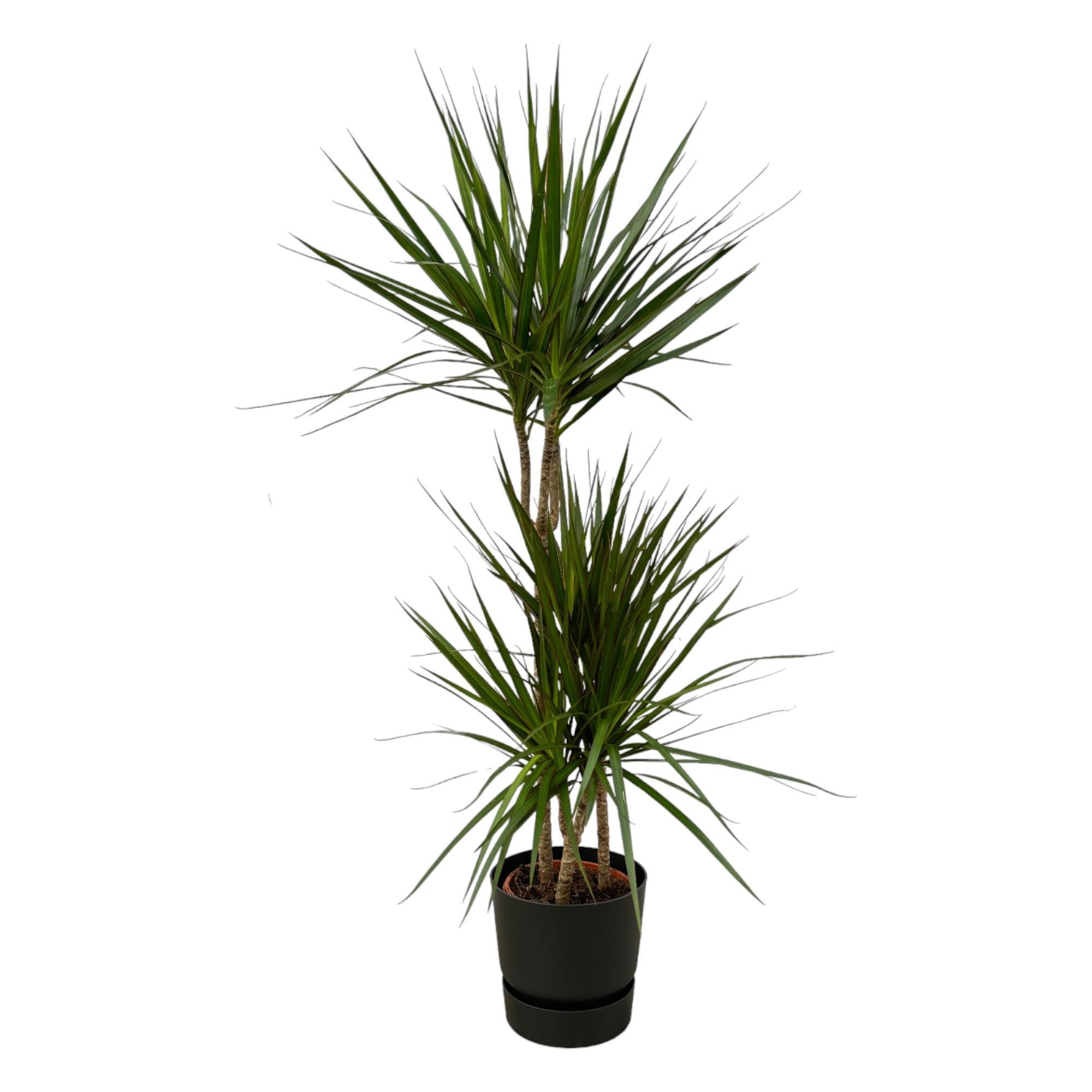 Dracaena Marginata - ?120cm - Ø21cm inclusief elho Greenville Rond zwart D24xH23