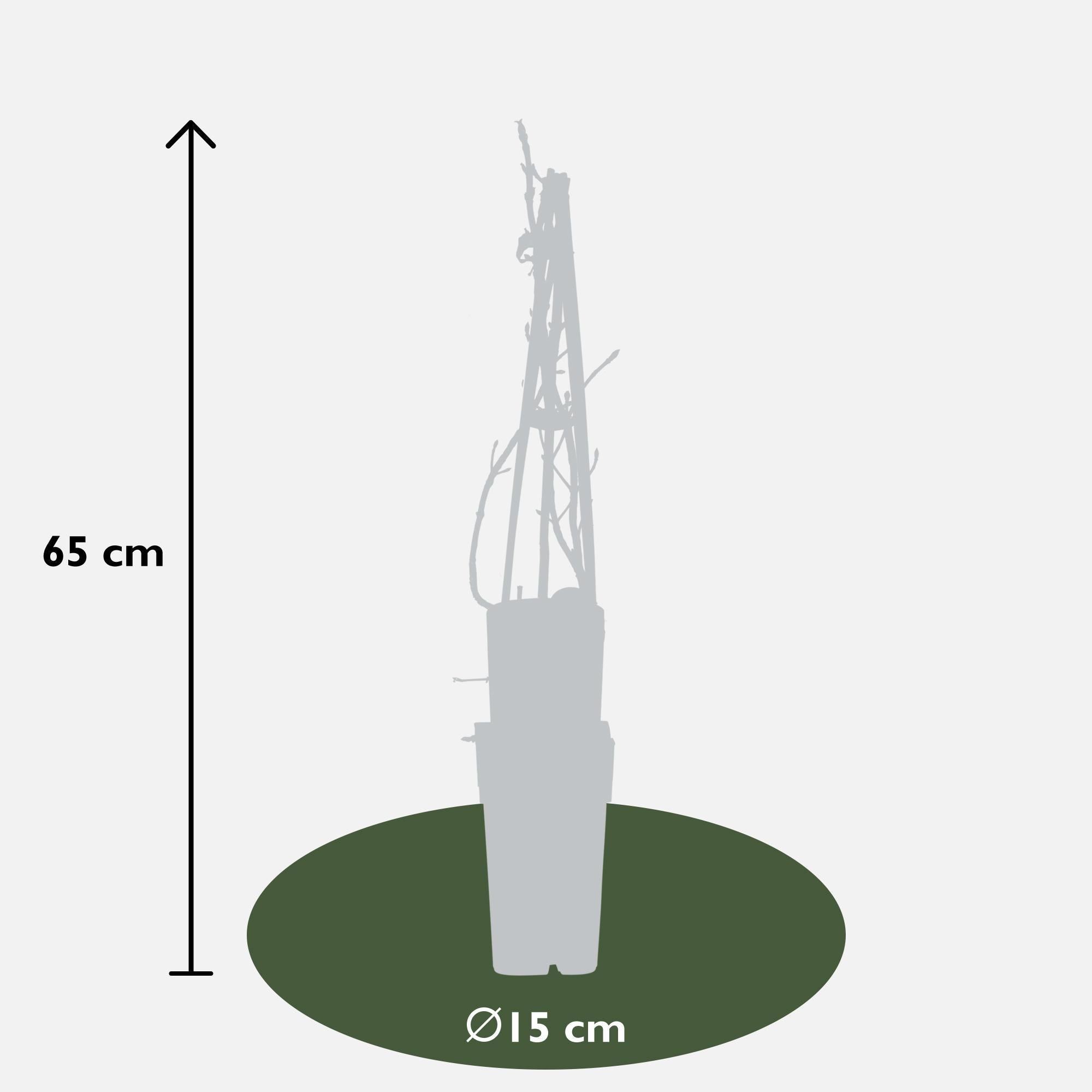 4x - Hortensia petiolaris - ?65cm - Ø15