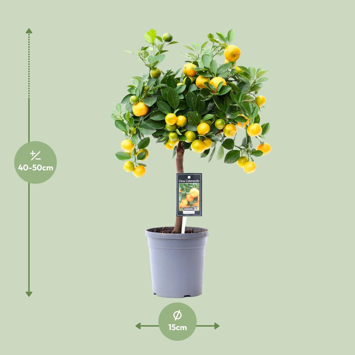 Zitrus-Calamondin - Ø15cm - ↕45cm