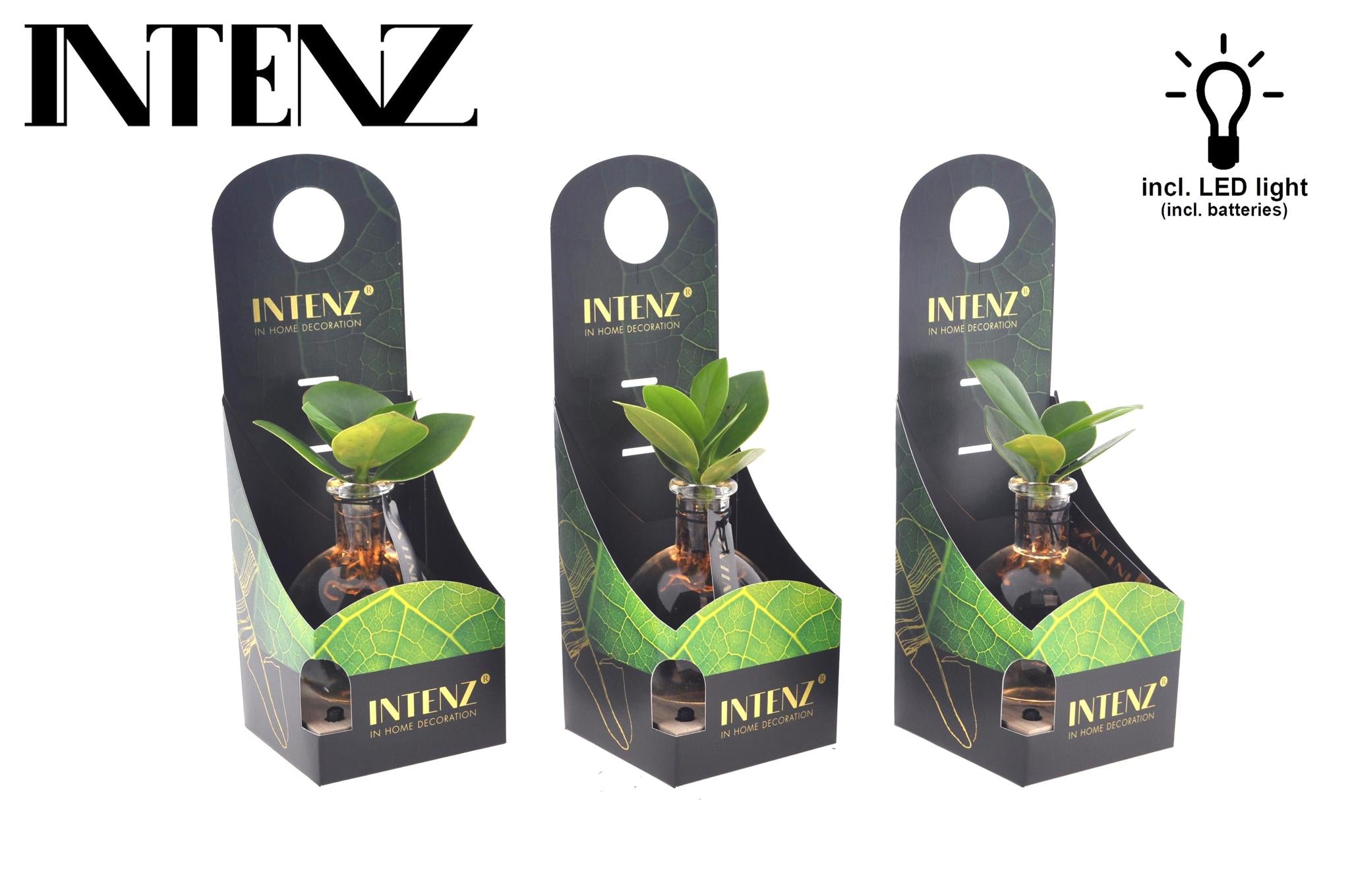 Clusia In Samoa Glas + LED - Ø5cm - ↕10cm