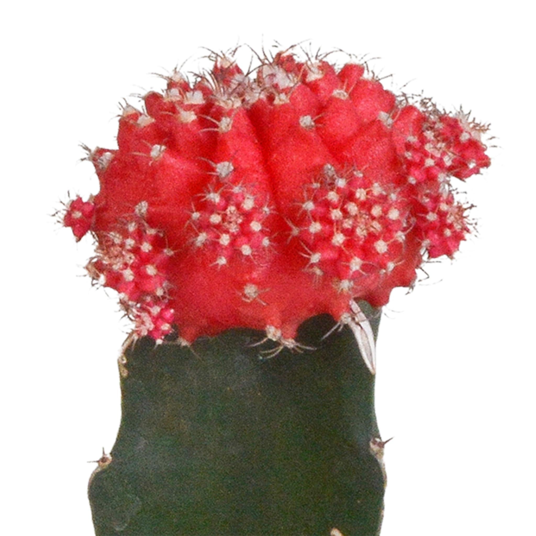 Euphorbia meloformis variegata - Gymnocalycium-Mischung - 5,5cm - 3x