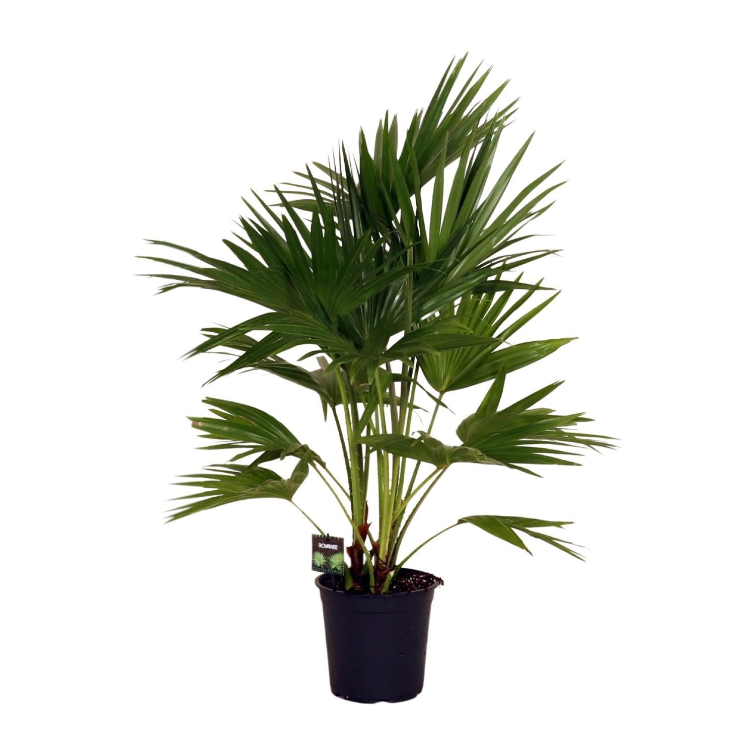 Livistona Chinensis - Ø24cm - ↕100cm