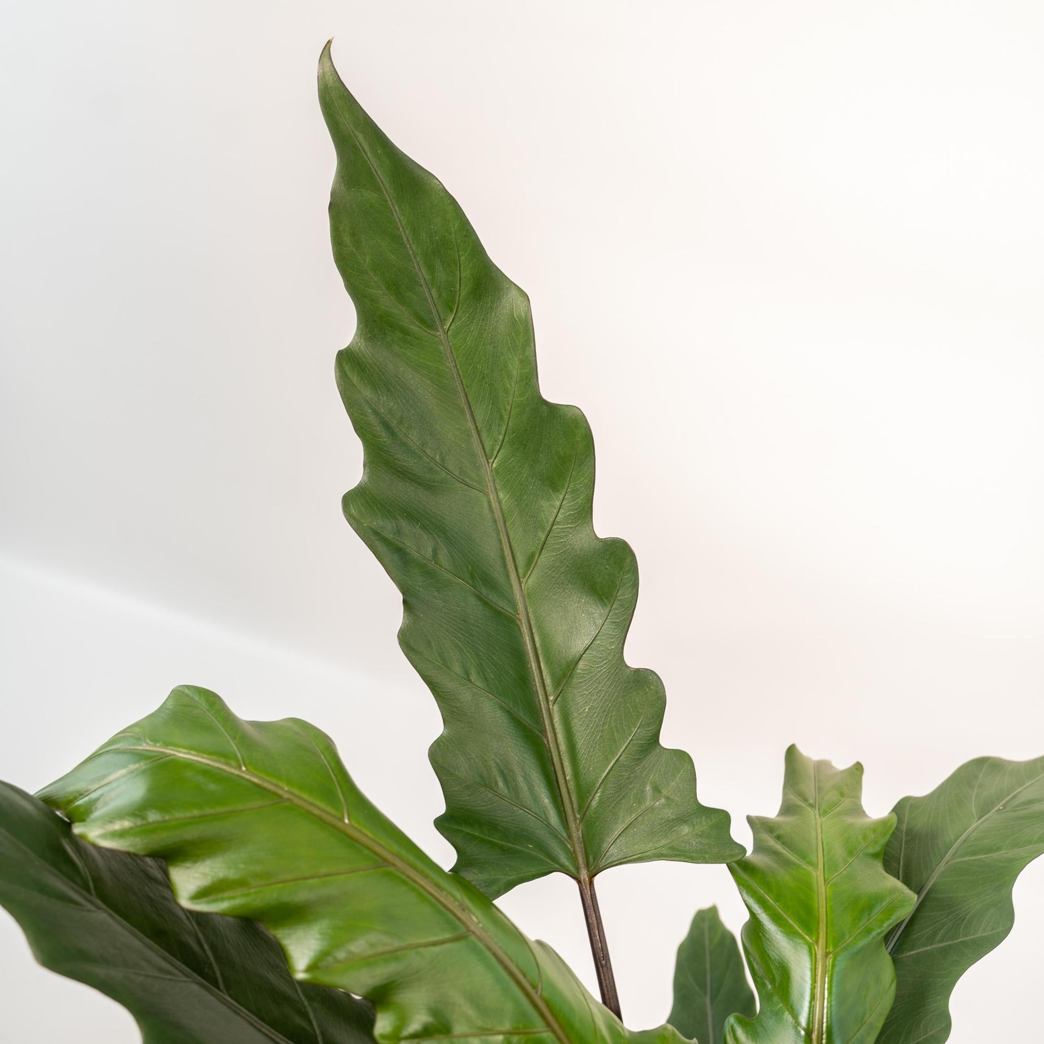 Alocasia Lauterbachiana - Ø19cm - ↕80cm + Topf Mayk Gold