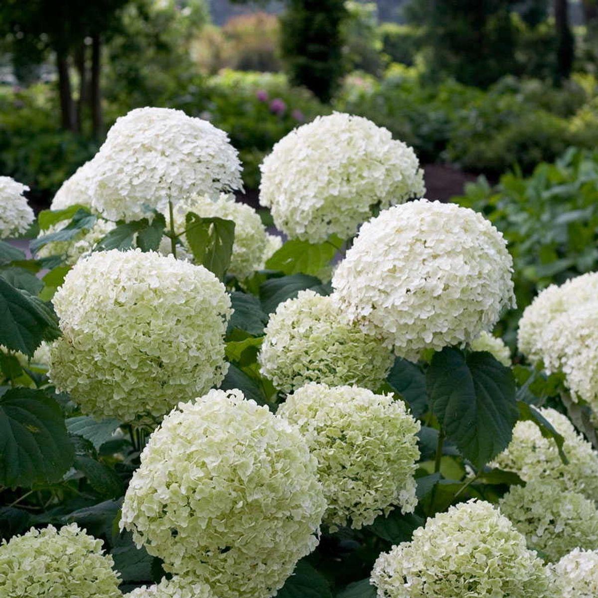 Hortensia arbo. 'Strong Annabelle'® - ?30cm - Ø19cm